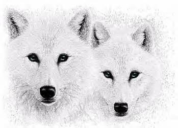 whitewolves3.jpg